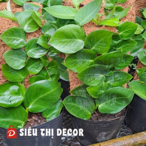 Tắc Kè Thái – Cây Bò Bám Phủ Tường | Siêu Thị Decor