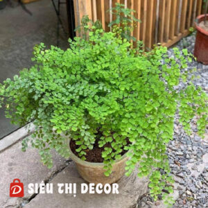 Tóc Thần Vệ Nữ Lá Nhỏ  | Siêu Thị Decor