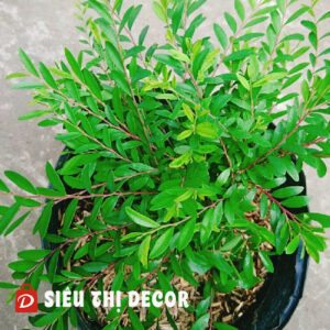 Cây Sơn Liễu Thái – Siêu Thị Decor