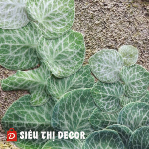 Cây Tắc Kè Bông – Dây Leo Trang Trí Tường | Siêu Thị Decor