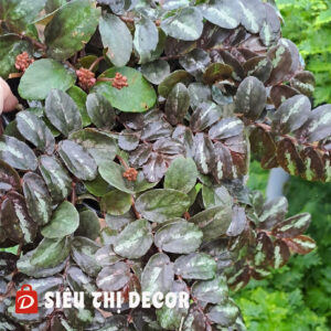 Thằn Lằn Nâu (Pellionia) – Cây Rũ Đổi Màu Độc Lạ